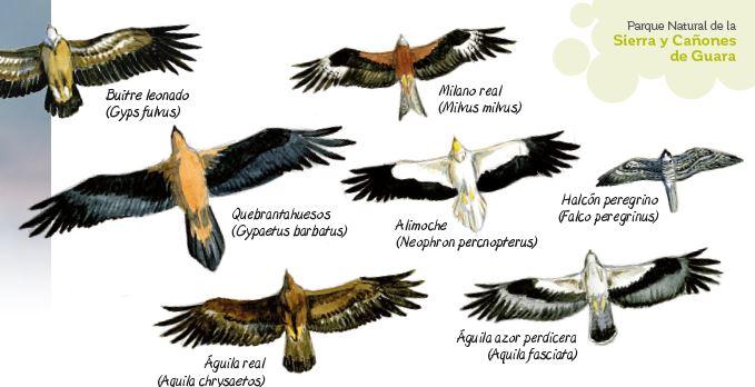 Imagen: Aves del Parque Natural de la Sierra y Cañones de Guara